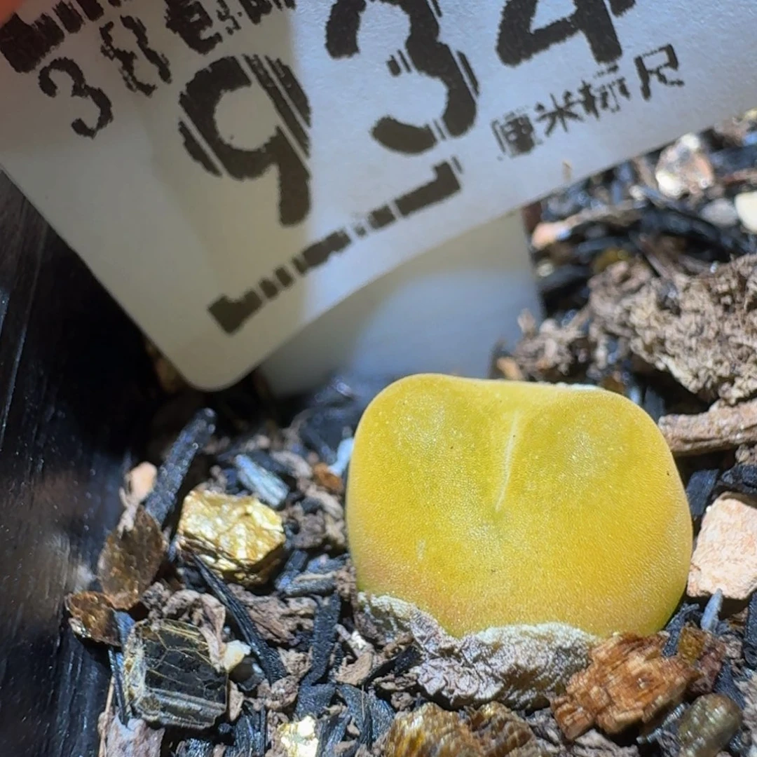 Ssss精品生石花934