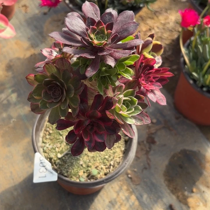 七彩树多肉法师3031