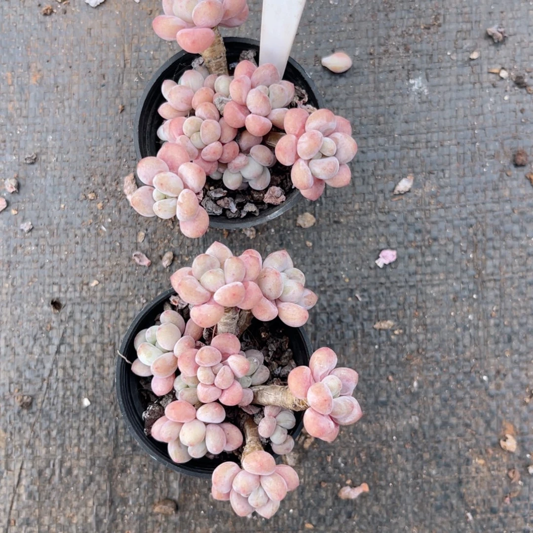 云尘多肉一物一拍1234，