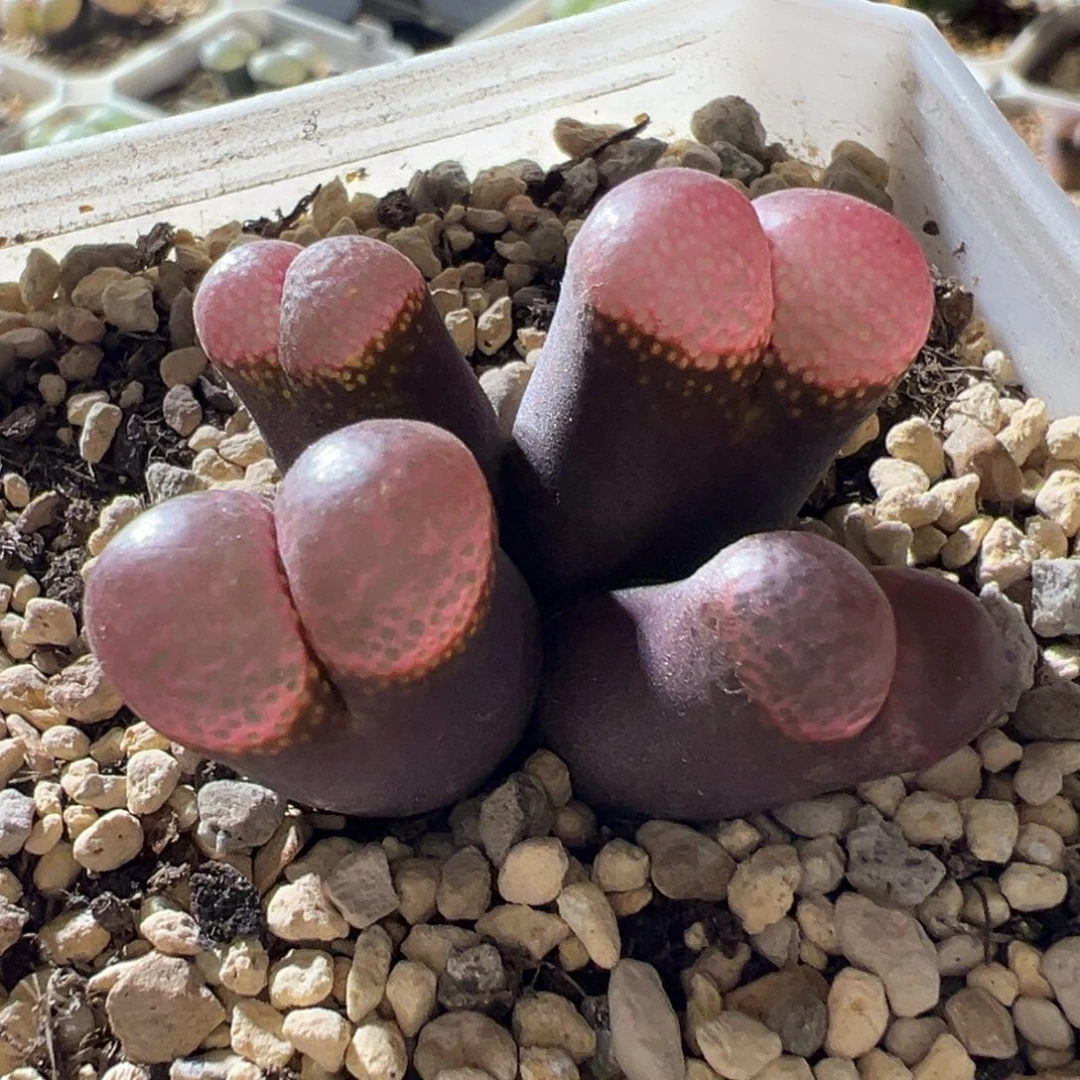 超美红风铃群 超划算11