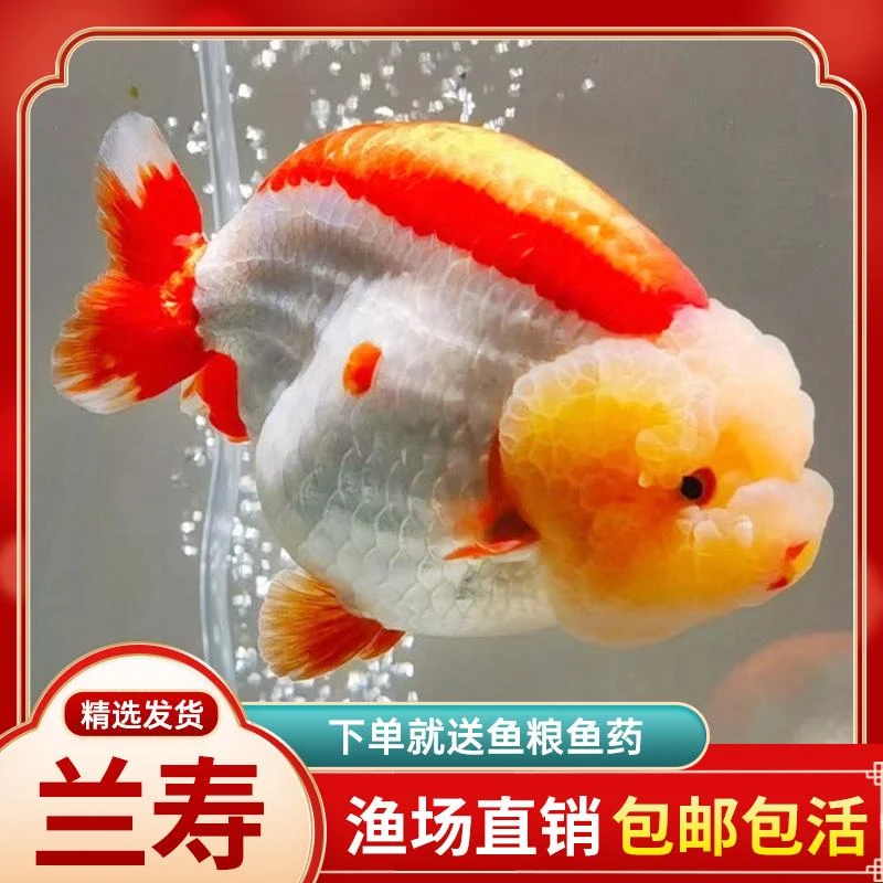 兰寿金鱼观赏鱼淡水冷水鱼活体小金鱼苗奶牛蓝瘦波妞泰狮金鱼活鱼