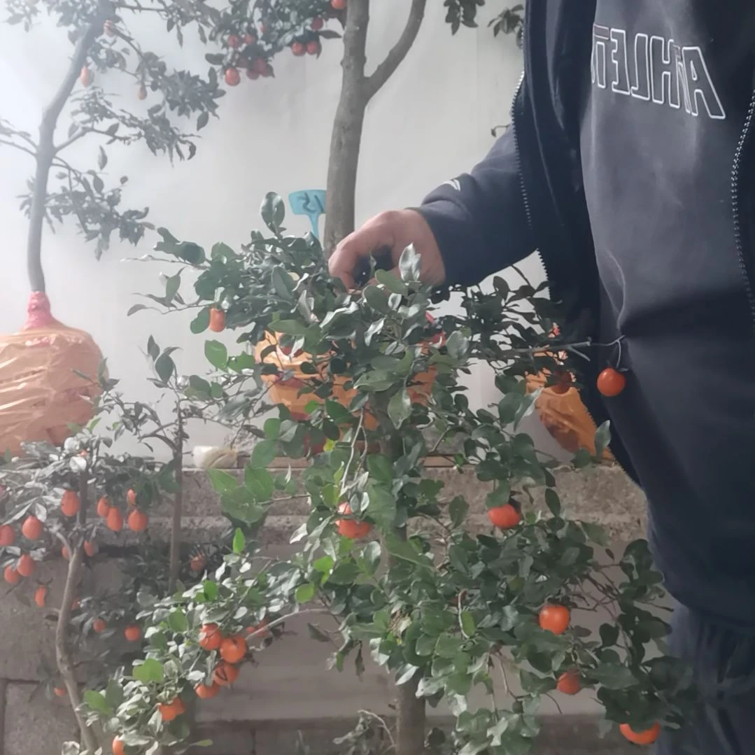 无花朵金弹子四季常青不落叶开花结果