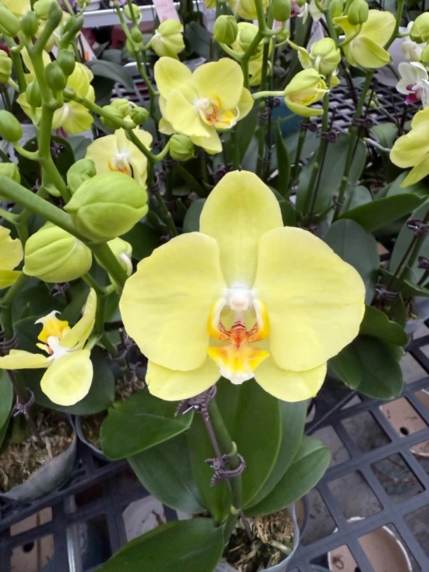 （菲拉拉）室内花卉蝴蝶兰 带花带花苞