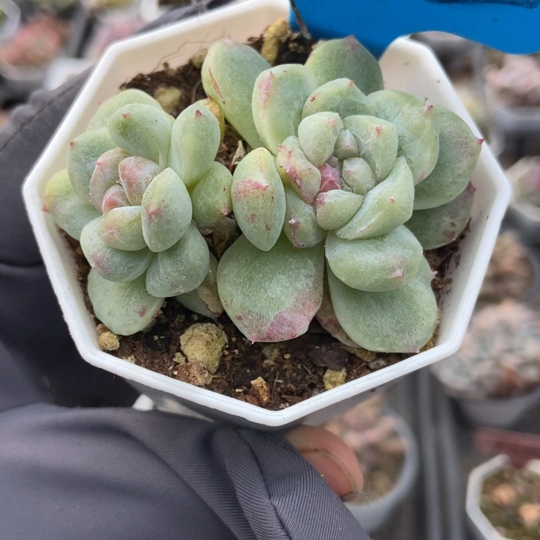 962如梦令石化多肉植物