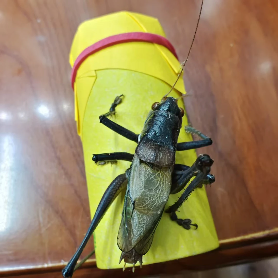 郝建伟大包蝈蝈(缺须憋眼掉爪不赔)