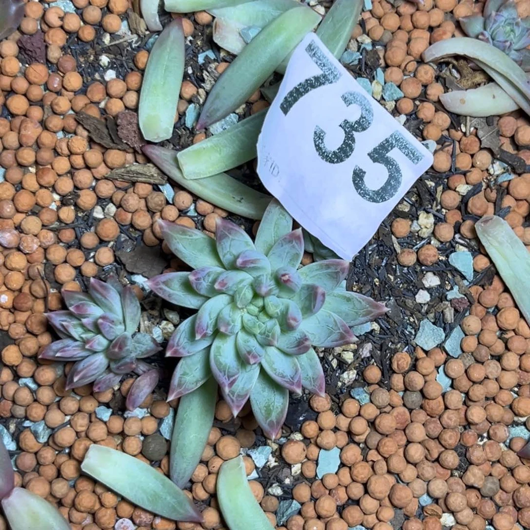 多肉植物美人sp735