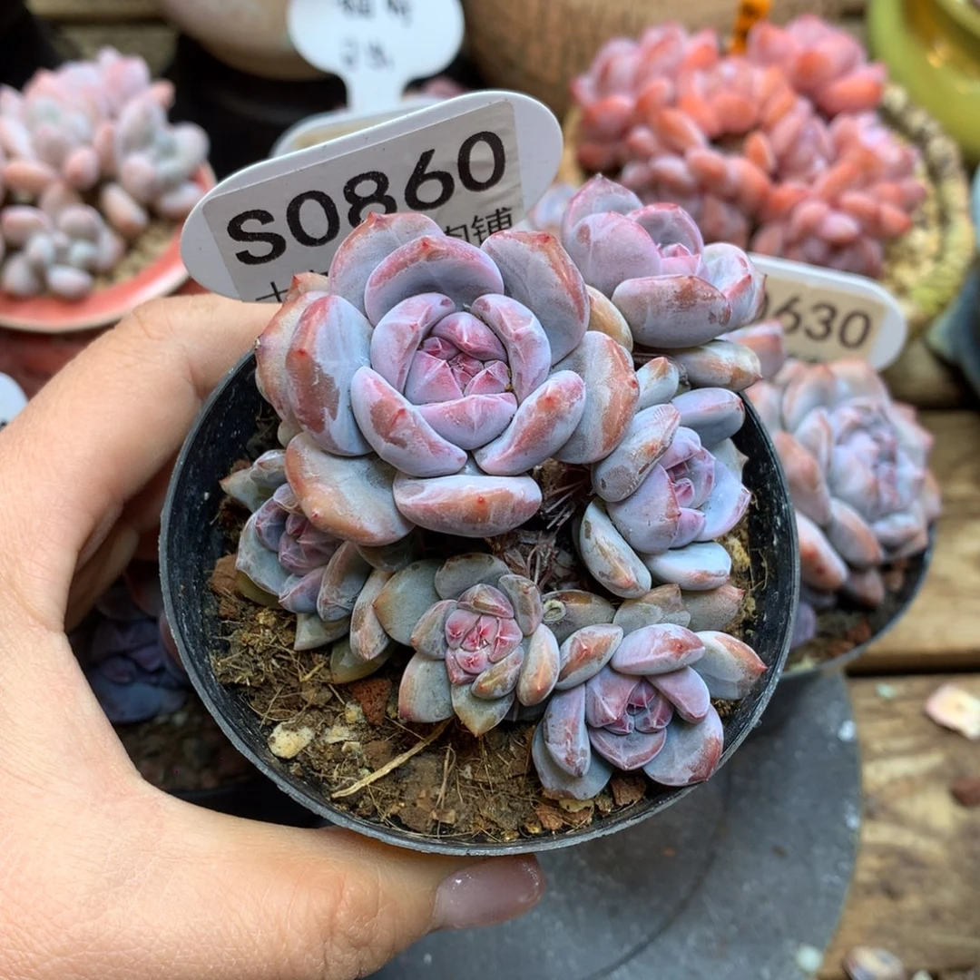 S0860 突尼斯 模特同款