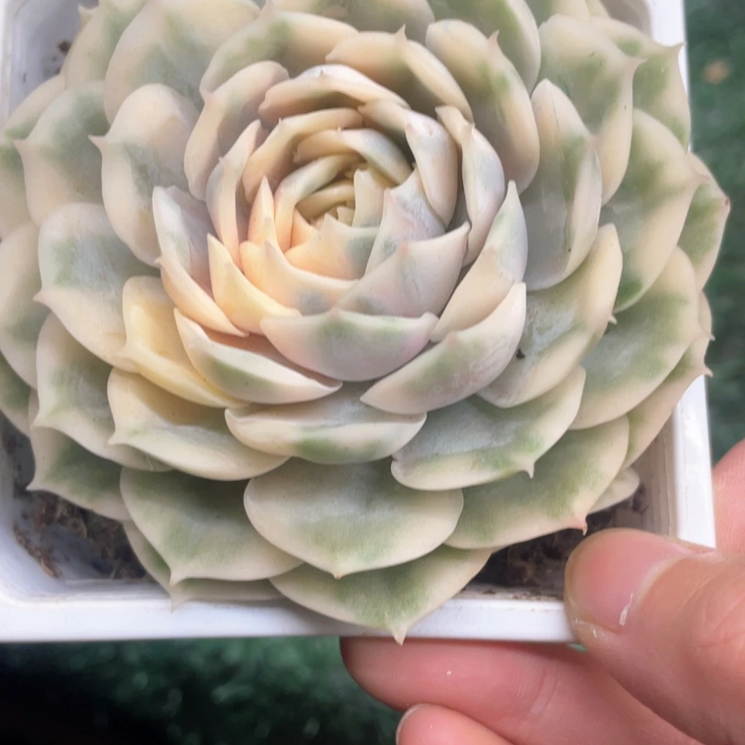 T***g昂斯洛锦一物一拍28包邮非偏远