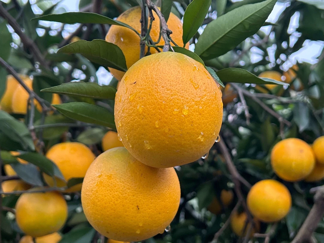 湖南麻阳锦蜜冰糖新鲜水果