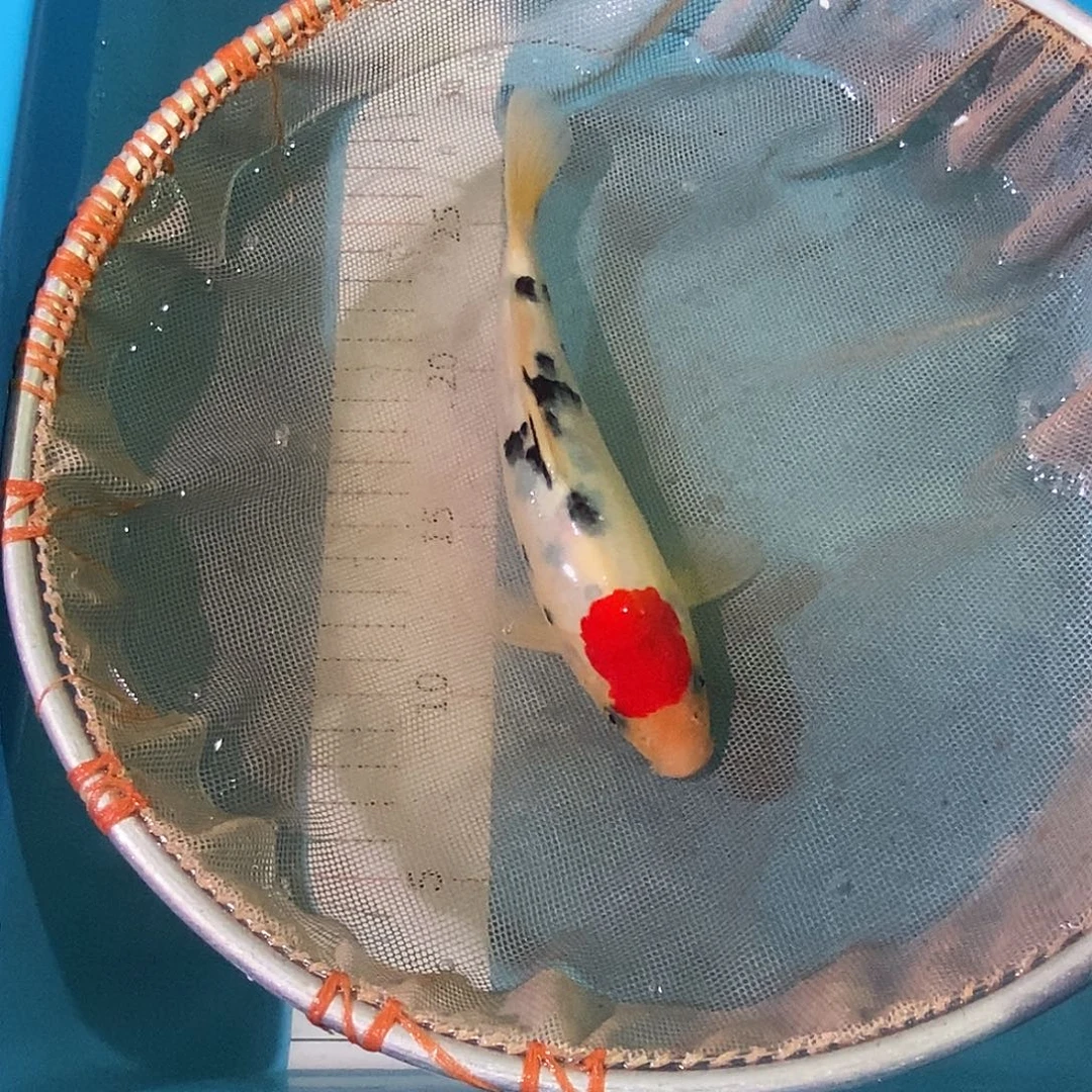 锦鲤红白三色包邮包损
