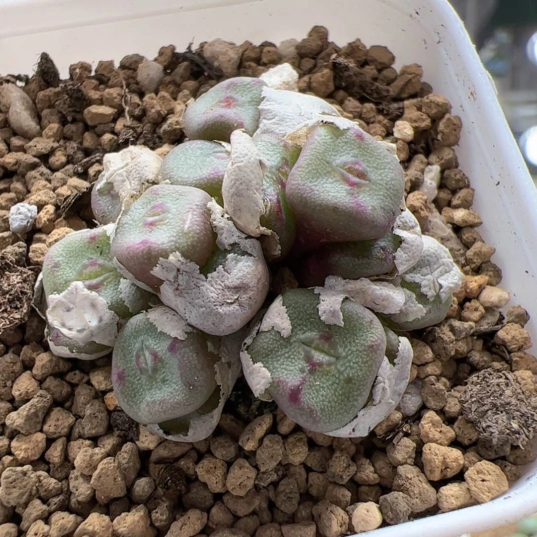 【闪购商品】392 紫方碗