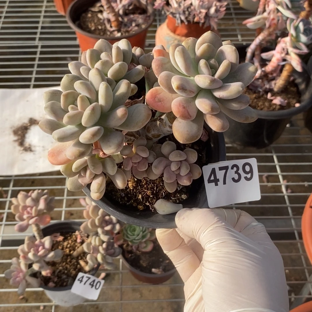 4739月美人一物一拍