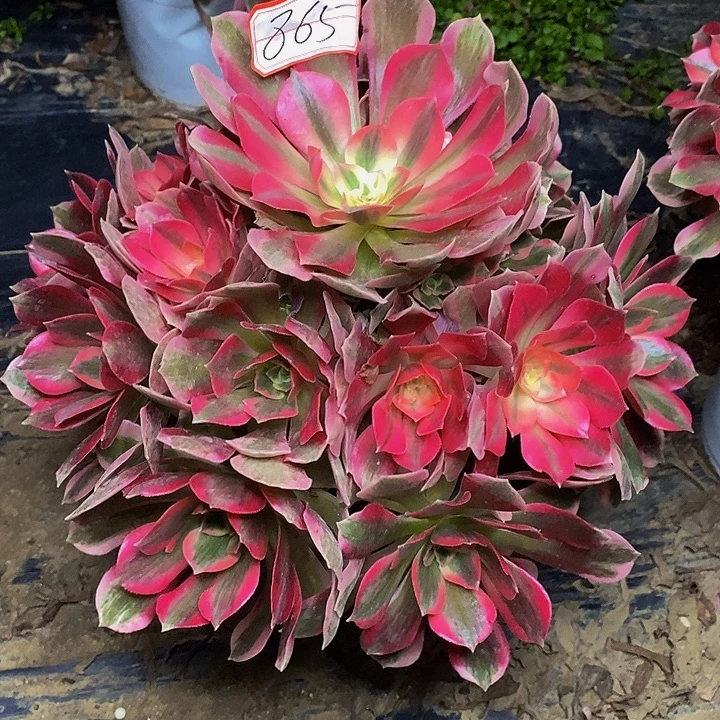 麻***子女郎老桩捧花865号