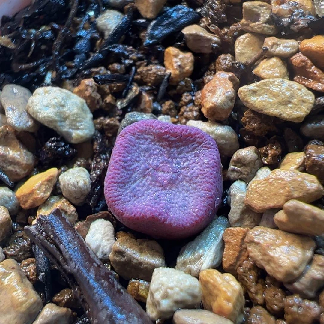 752多肉植物种类多样