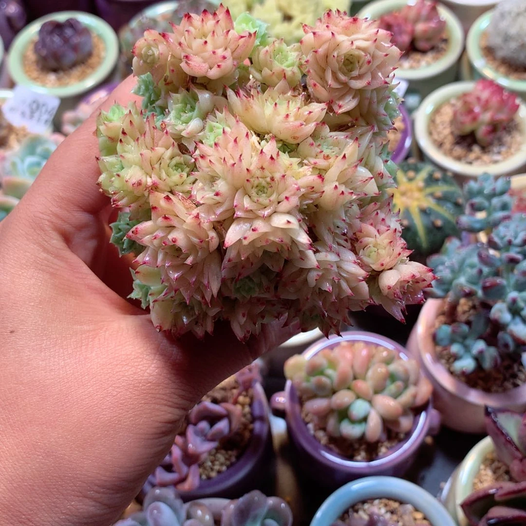 粉色小脸女王麦杆多头群