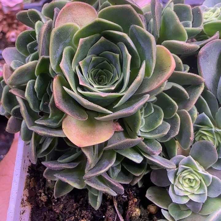 新品123456555553633