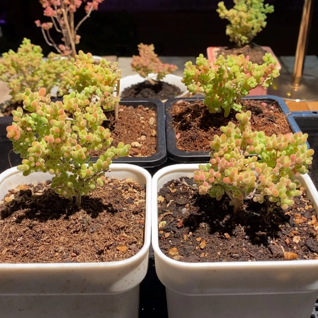 枝干番杏多肉植物988