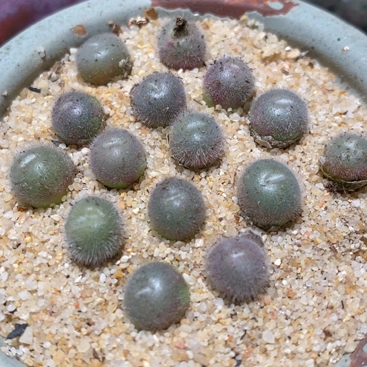 毛球单头一颗毛球