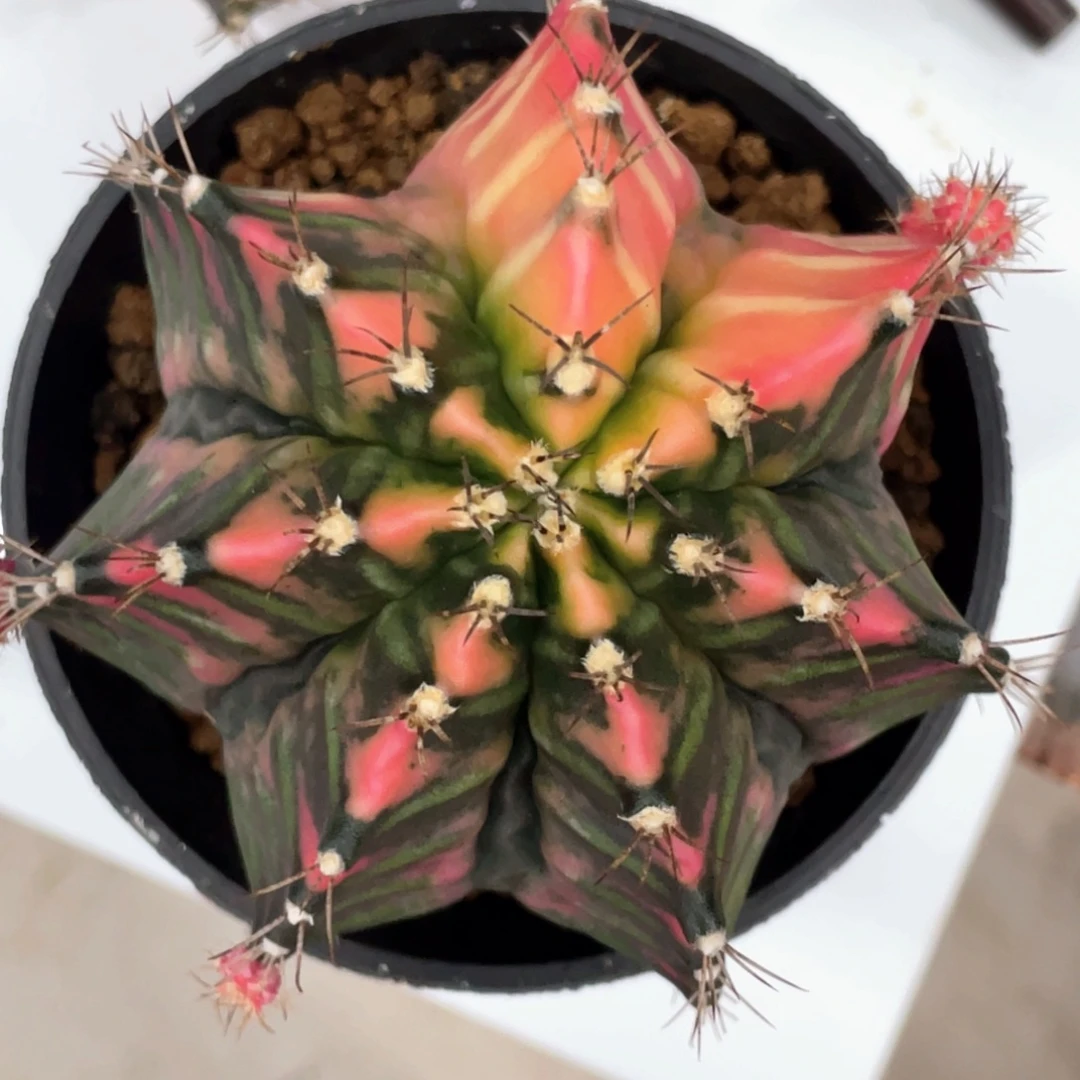 当前无花朵，栽培后可花朵大复棱米哈锦