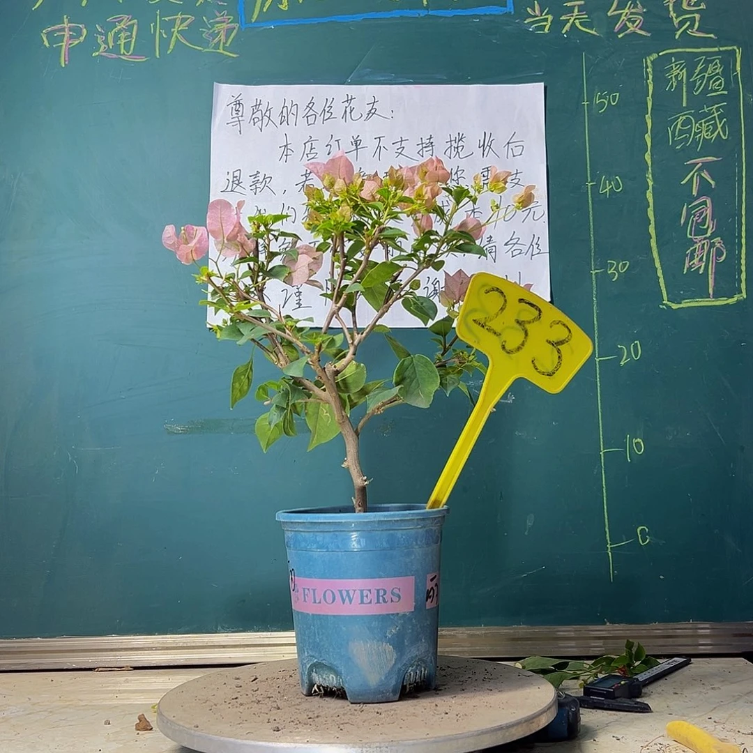当前无花栽培后可以开花暗斑丽人233