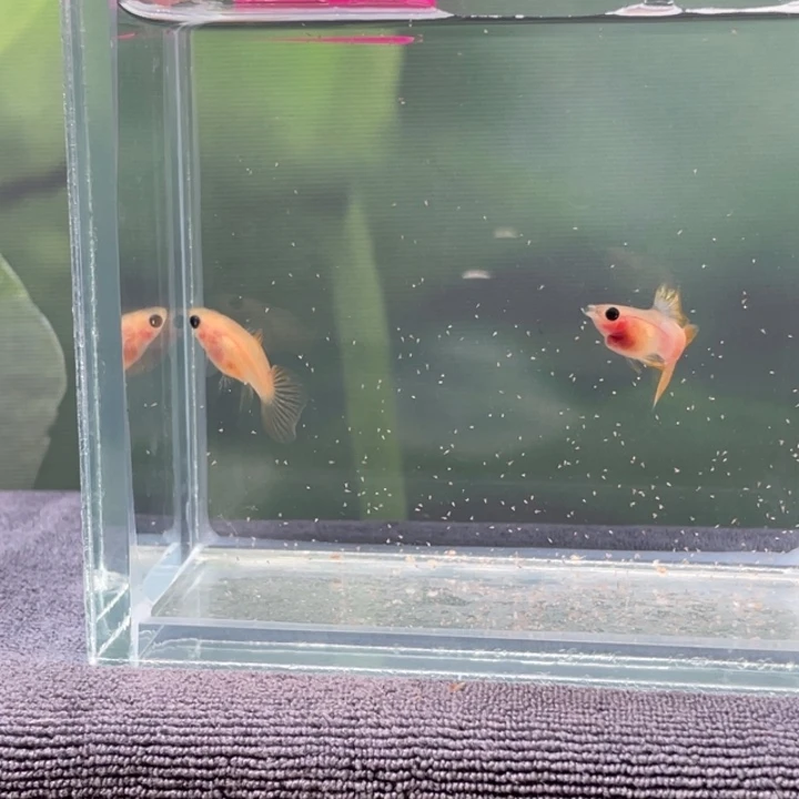 孔雀鱼13.幻彩玻璃猫一对
