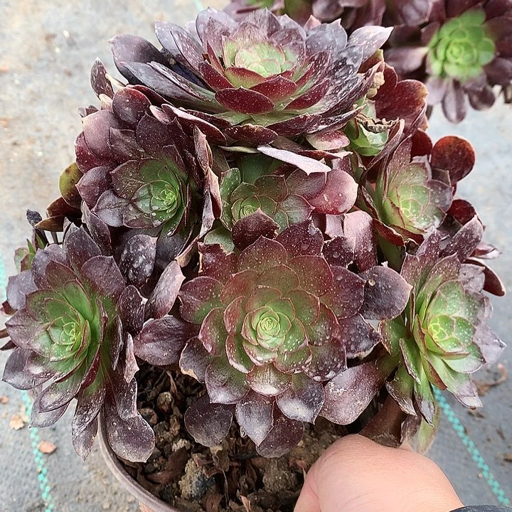 522赤焰莲多肉植物