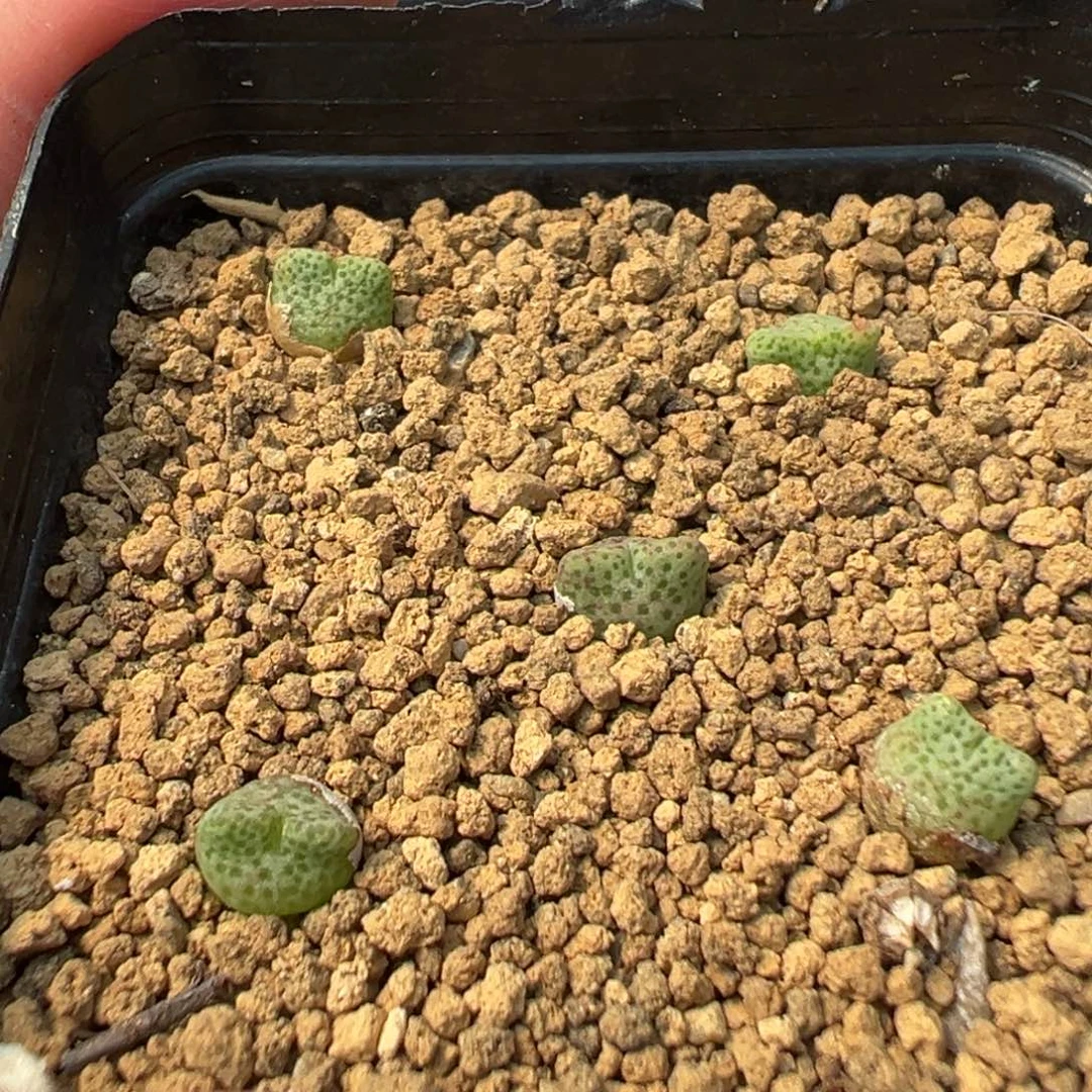 量拍园艺鹿角斑马5颗
