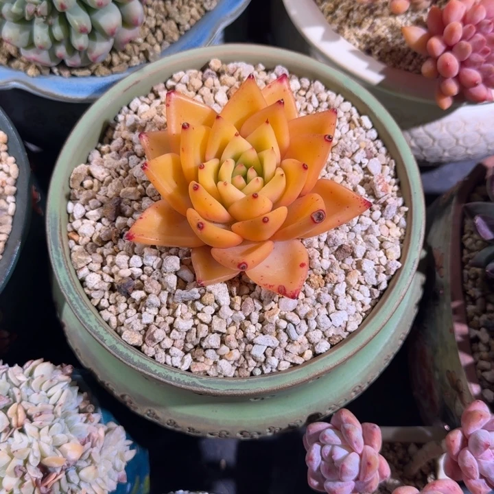 黄金粉 单头 一物一拍