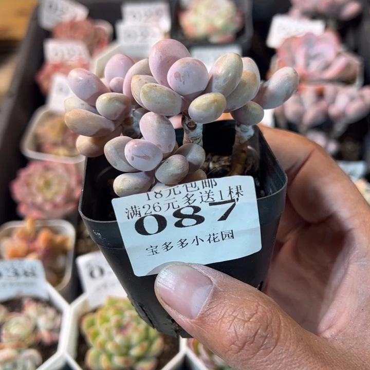 四头桃蛋一物一拍多肉满20元包邮明天发货