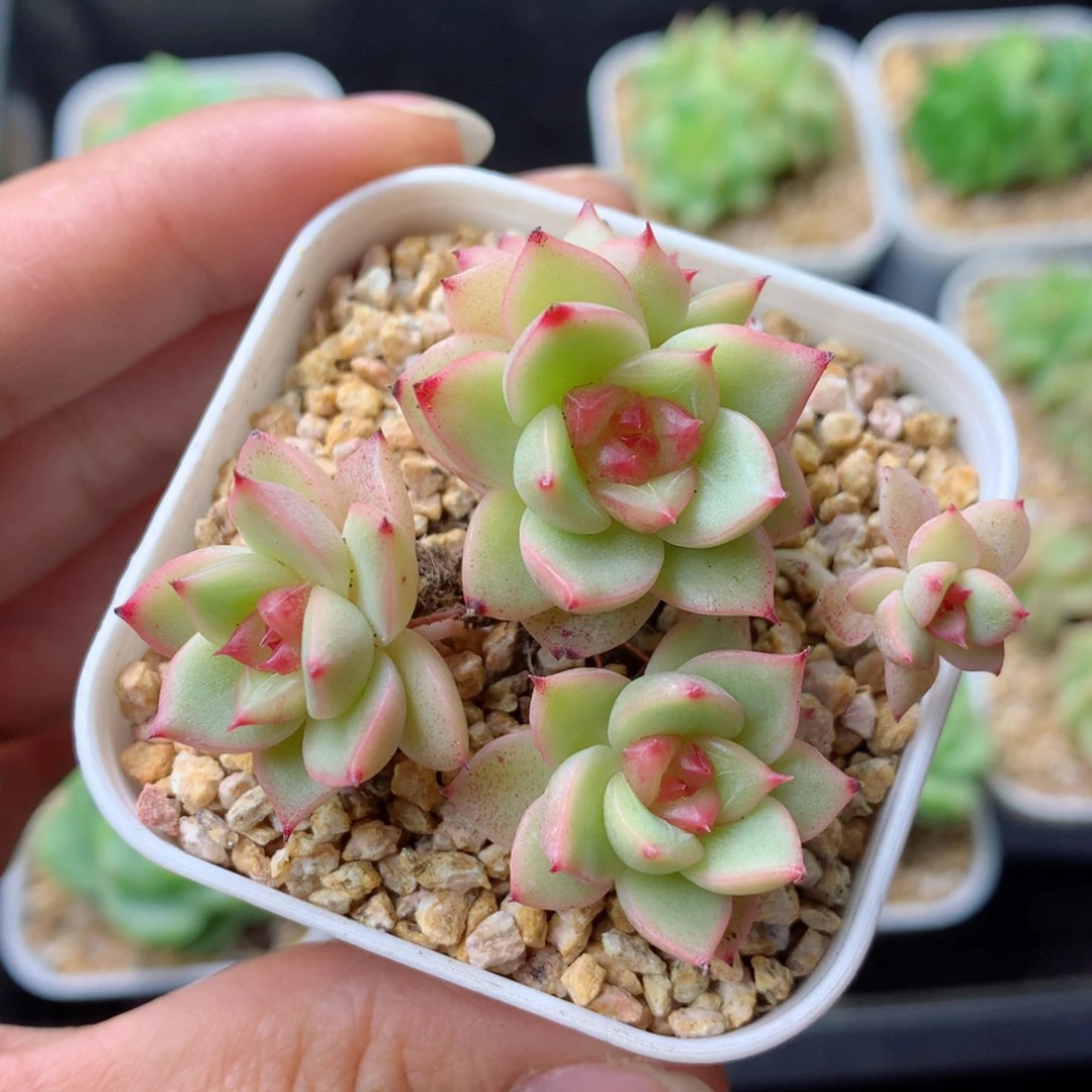 58包邮  群生不包整 4