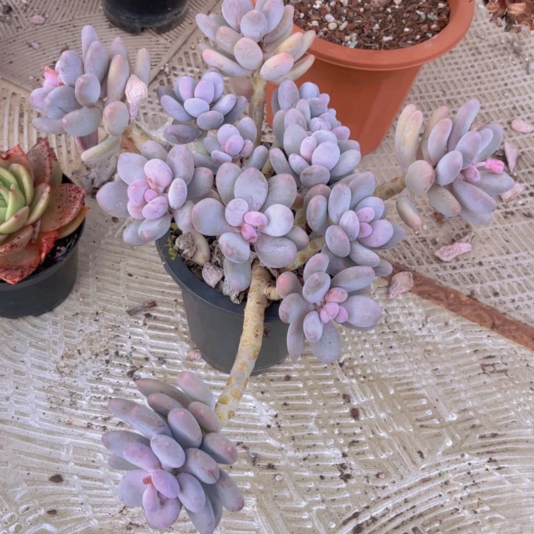 蛋黄奶28196多肉植物