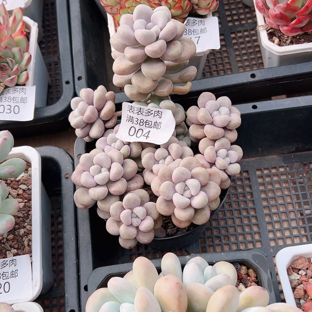 妙***贝多肉一物一拍植物004