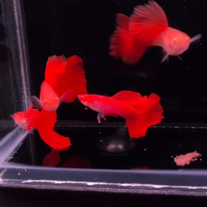 孔雀鱼血红红玫瑰2对