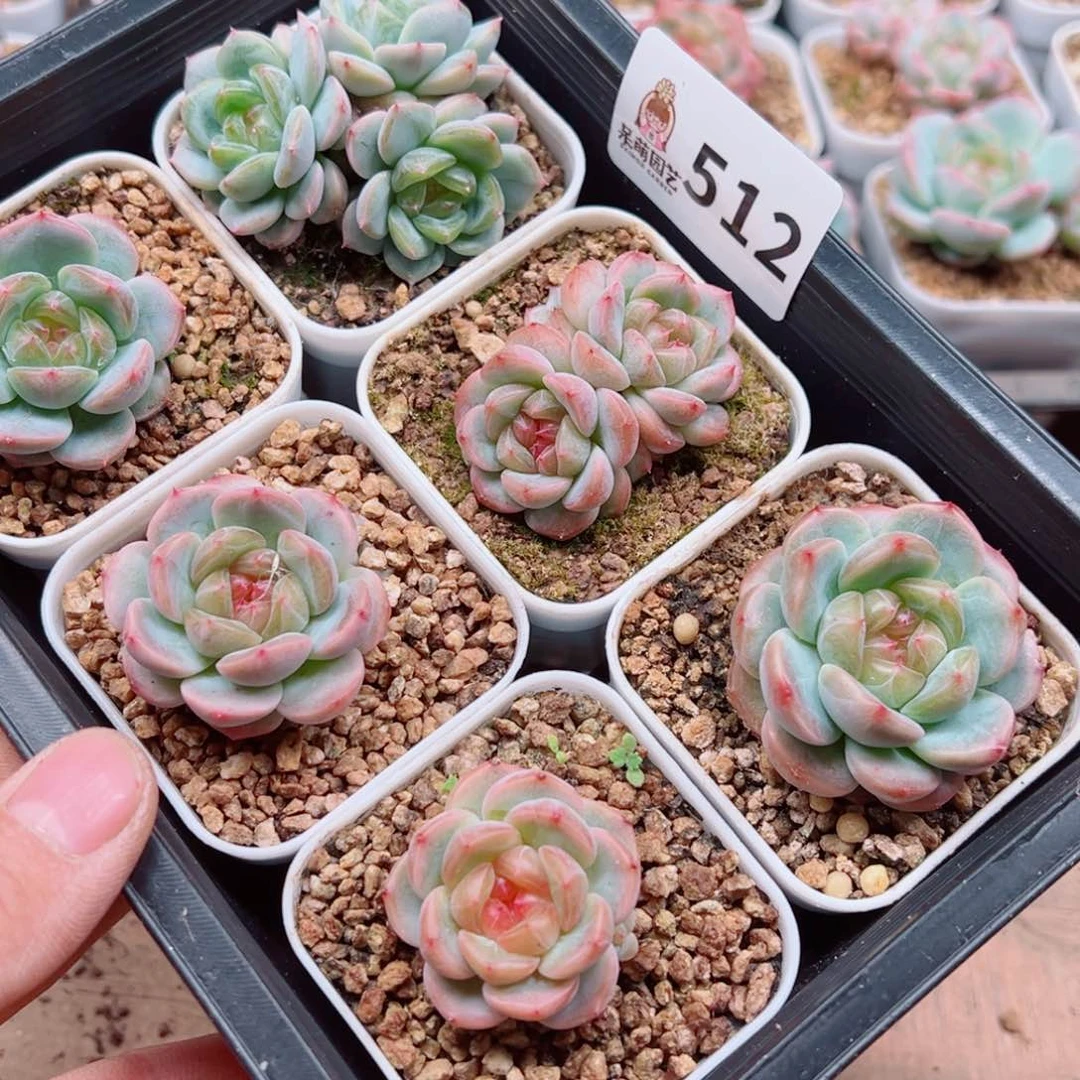 快***光多肉植物多肉植物