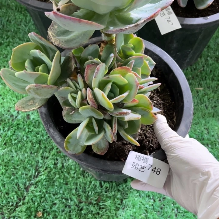 ?***鹿748凤群多肉植物