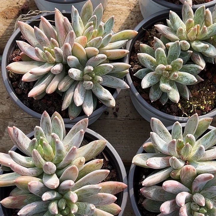 双头          炫彩星