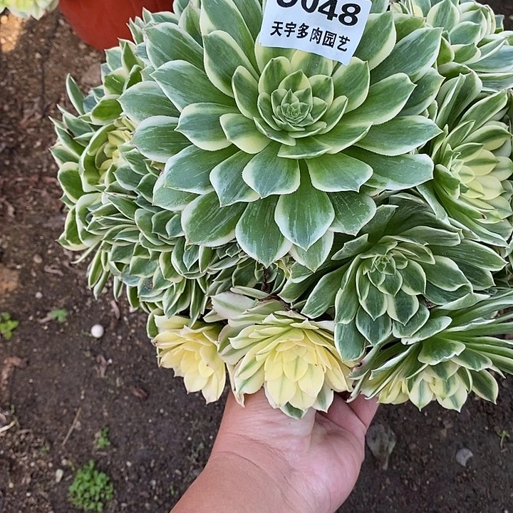 多肉植物伊丽莎白048多肉