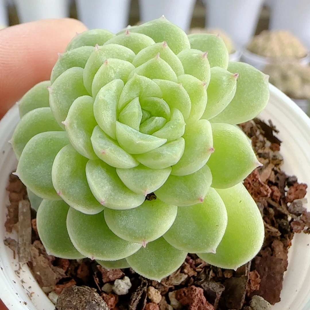 1113-217（优选麦杆）