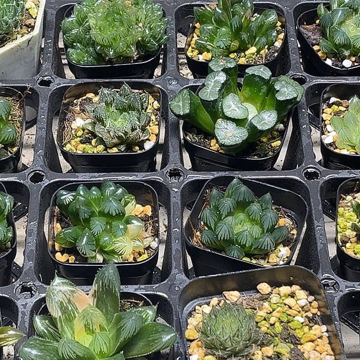 26 脱土发货8颗13.9包邮