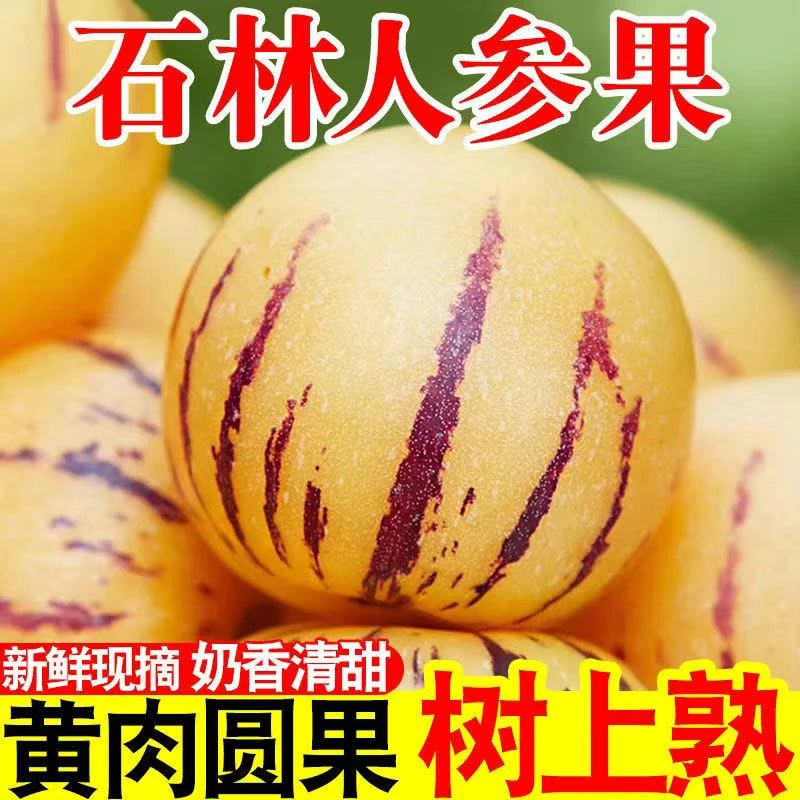 云南石林树上熟黄肉圆果果新鲜多汁清甜应季水果