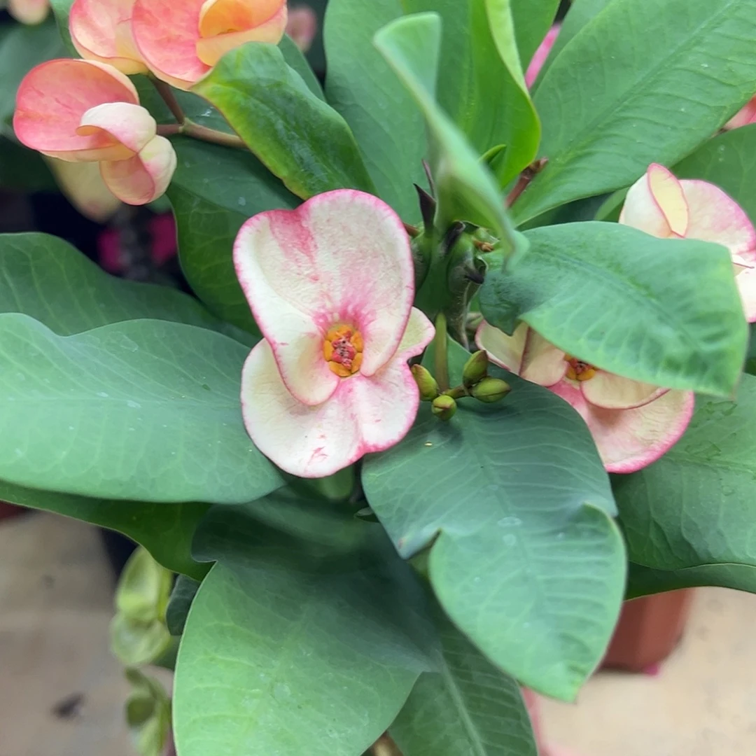 栋山女孩泰国大花虎刺梅