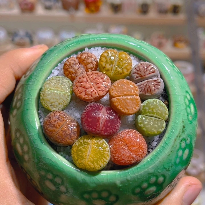 013高端多肉拼盘带盆土一套18.8