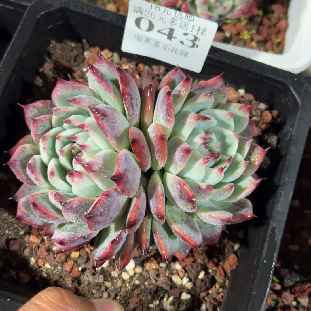043号大双头吉娃娃一物一拍满18包邮
