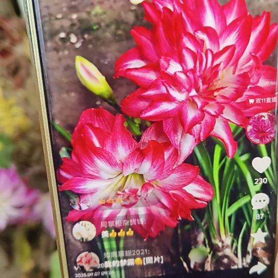 完全开放梦露3-4俩