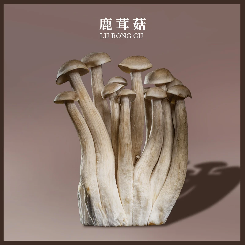 鹿茸菇可食用菌煲汤食材基地直发现采鲜货采摘当季蔬菜新鲜鸡枞花