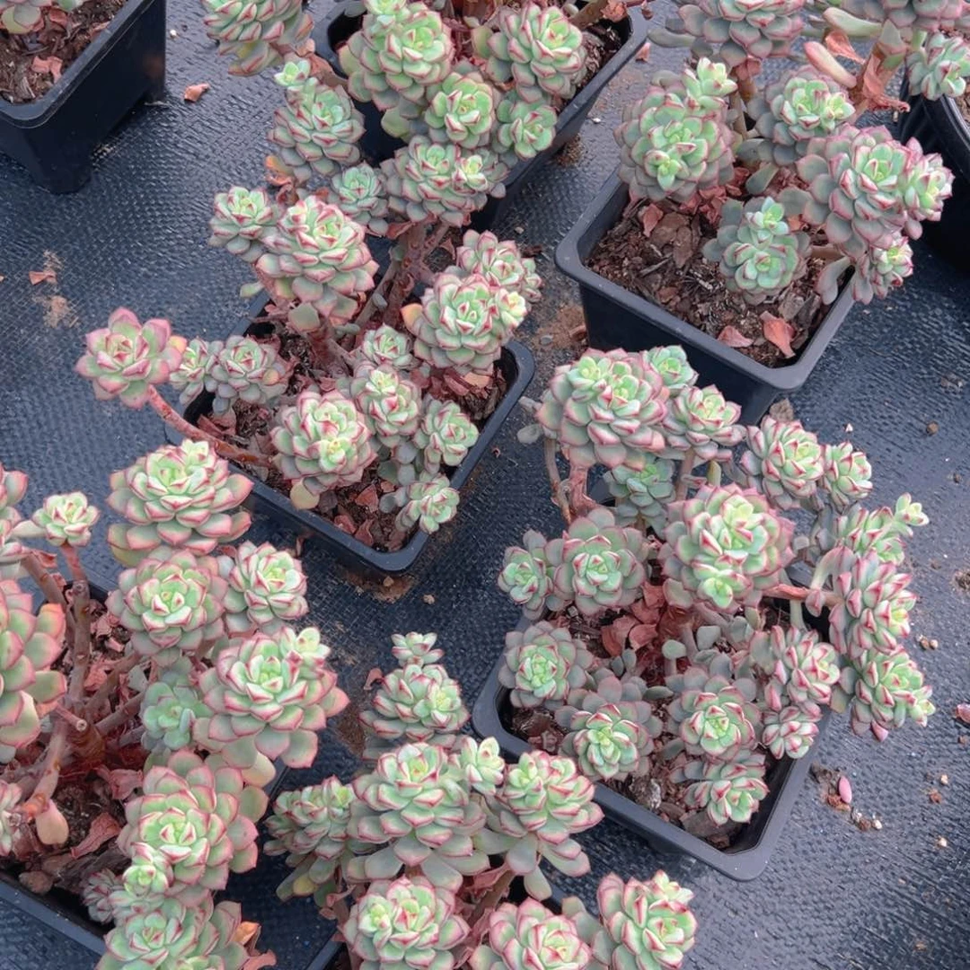 探戈多肉，满18包邮