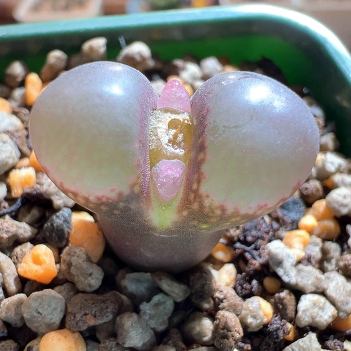 918。 优选home风铃。  油皮亮窗。