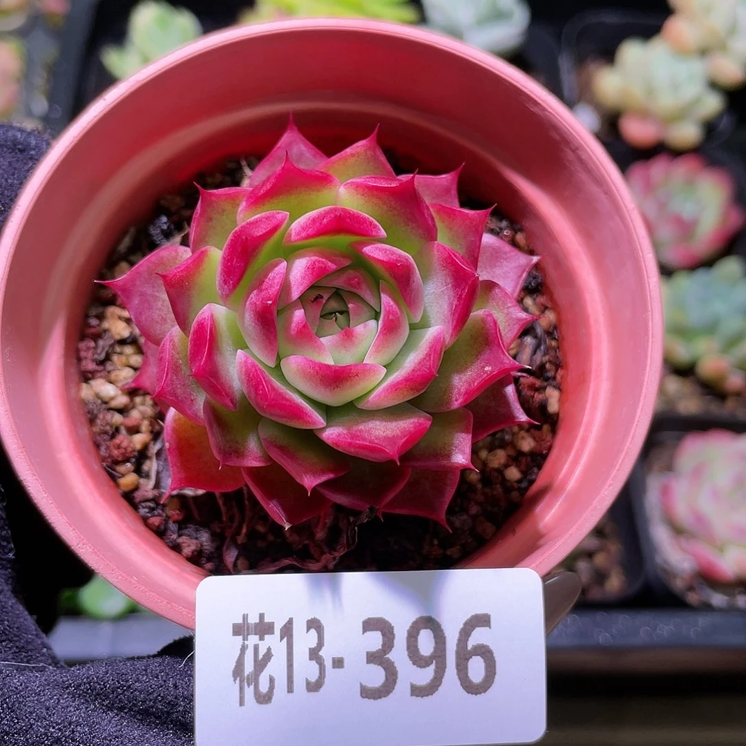 花利美13-396小海螺