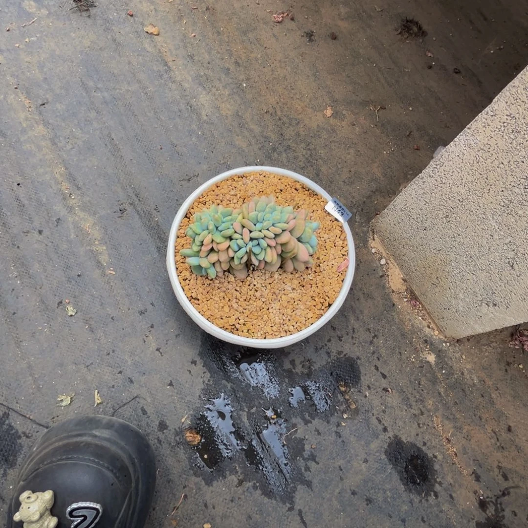 大***7n43红洛神缀化呀呀呀