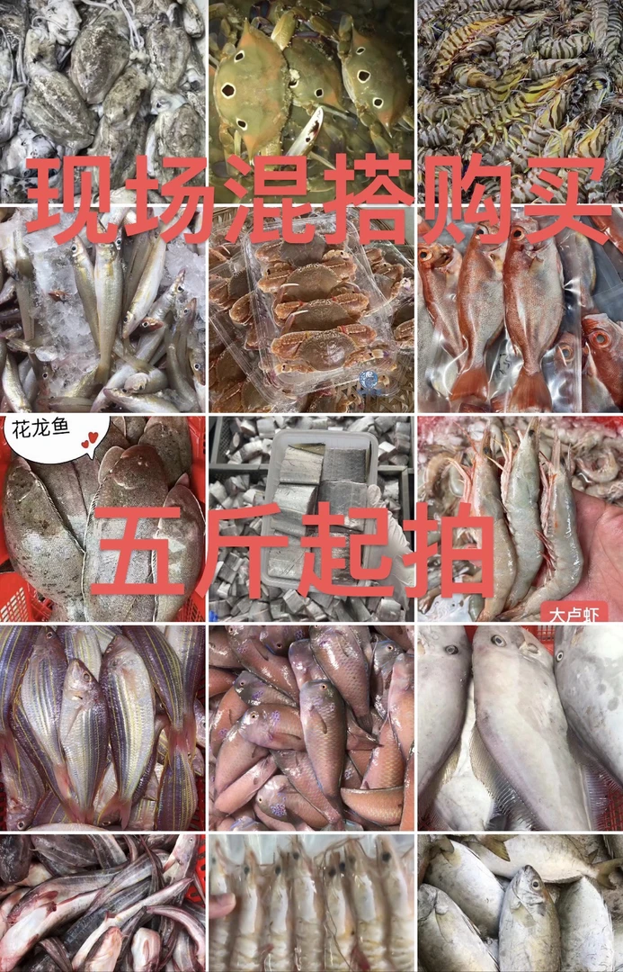惠来 神泉港 现捕杂鱼套餐 2-50斤
